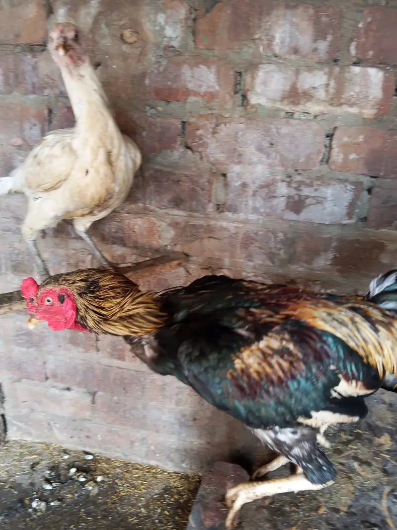 aseel breeder pair ha for sale in Lahore urgent sale — photo 10