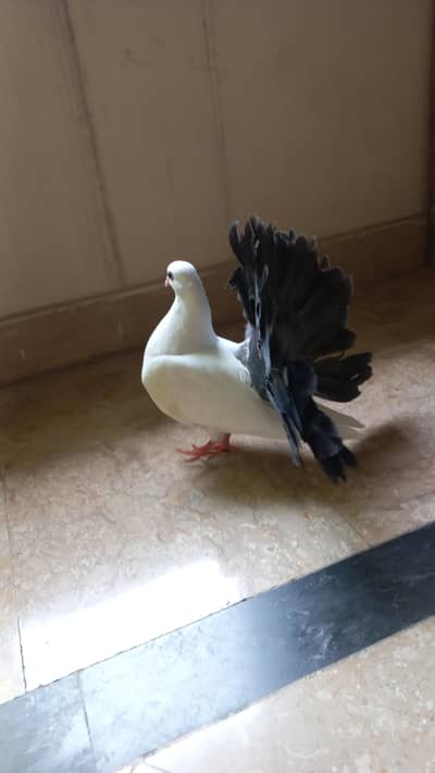 Black tail chick zero kali