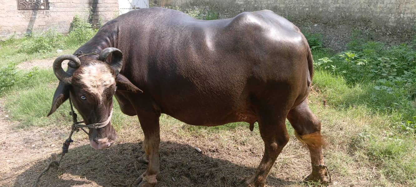 بھینس برائے فروخت - صحت مند اور اعلیٰ نسل 2