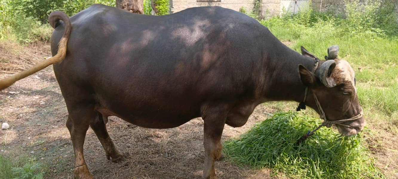 بھینس برائے فروخت - صحت مند اور اعلیٰ نسل 6