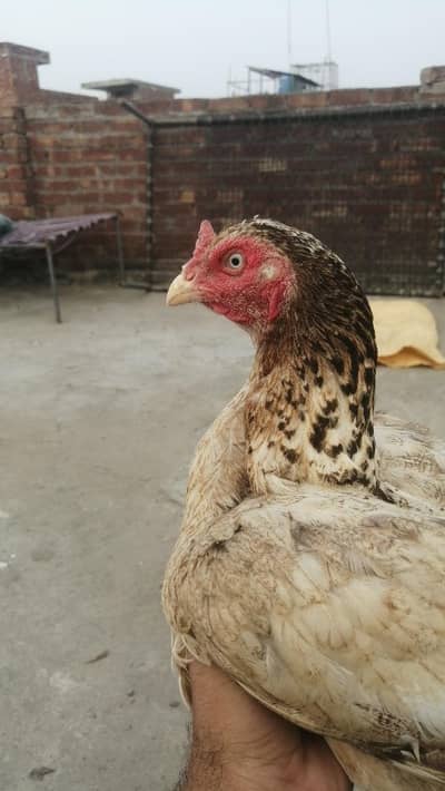 pure high quality ki Aseel hens top class madi long height Aseel murgi