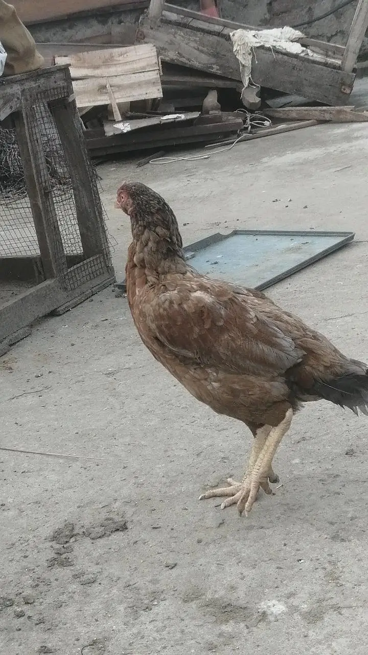 pure high quality ki Aseel hens top class madi long height Aseel murgi — photo 2