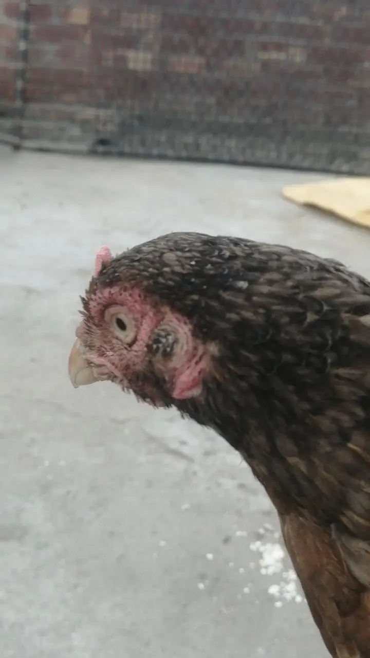 pure high quality ki Aseel hens top class madi long height Aseel murgi — photo 3