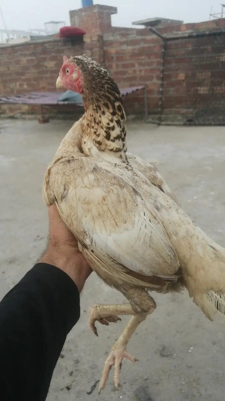 pure high quality ki Aseel hens top class madi long height Aseel murgi — photo 4