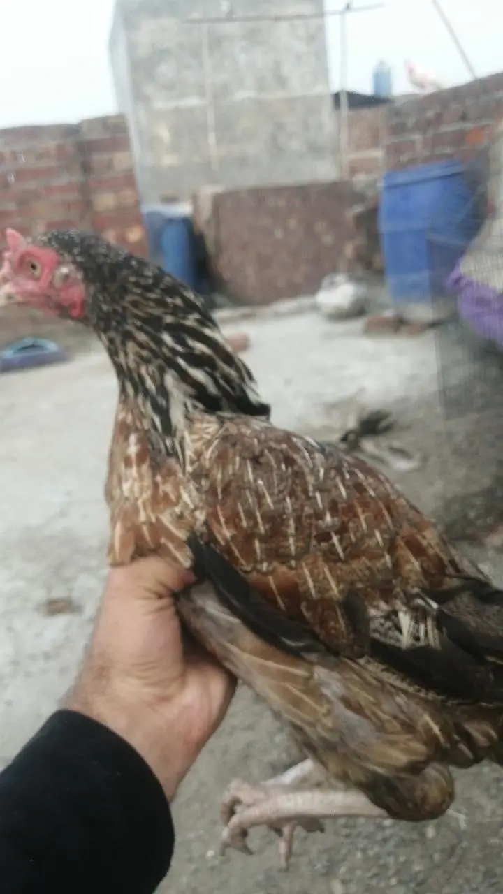 pure high quality ki Aseel hens top class madi long height Aseel murgi — photo 5