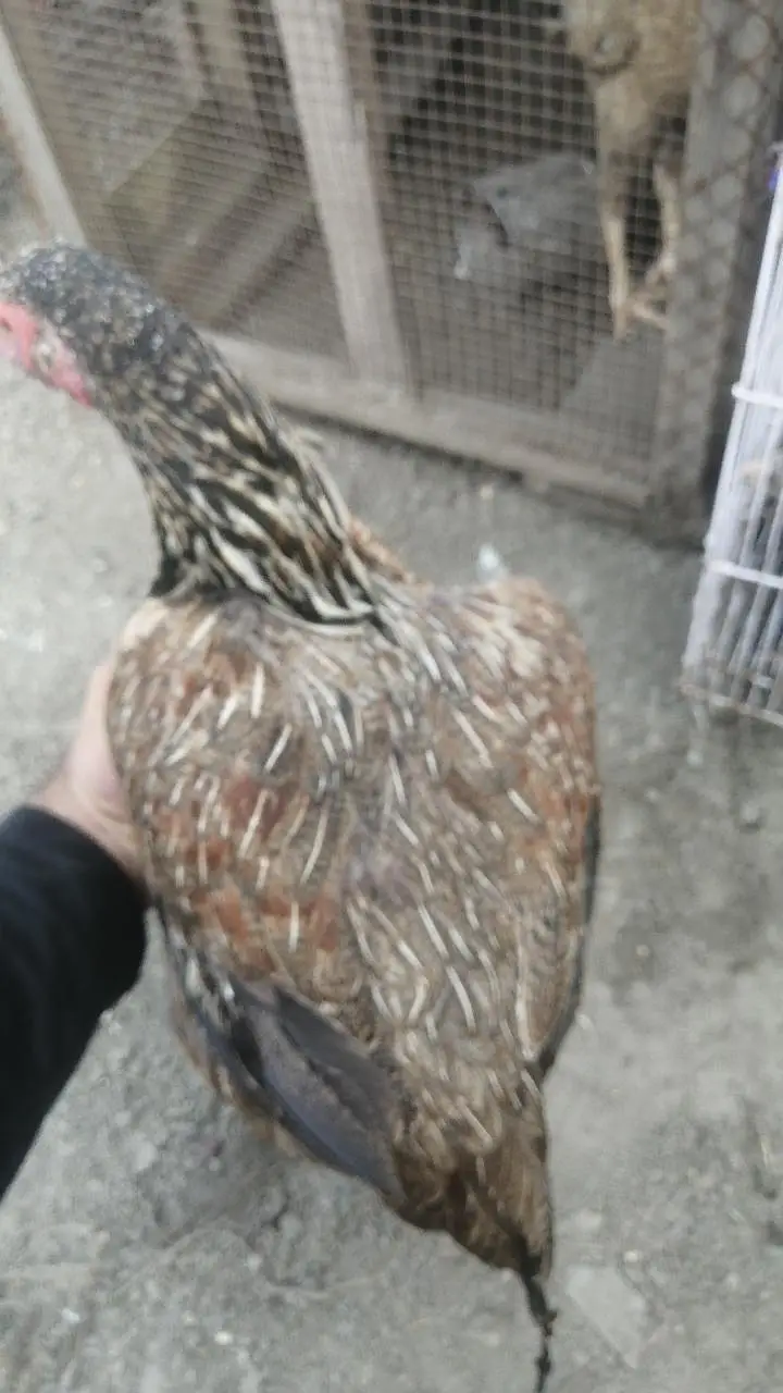 pure high quality ki Aseel hens top class madi long height Aseel murgi — photo 6