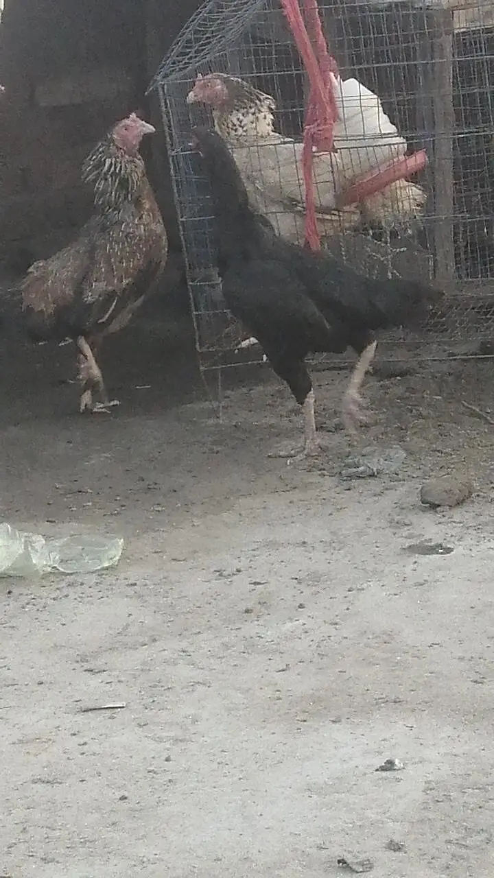 pure high quality ki Aseel hens top class madi long height Aseel murgi — photo 7
