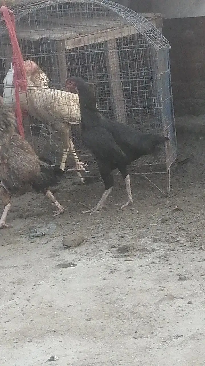 pure high quality ki Aseel hens top class madi long height Aseel murgi — photo 8
