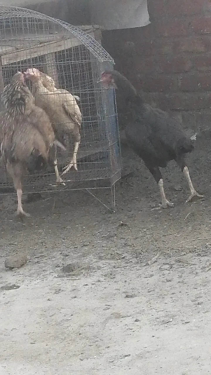 pure high quality ki Aseel hens top class madi long height Aseel murgi — photo 9
