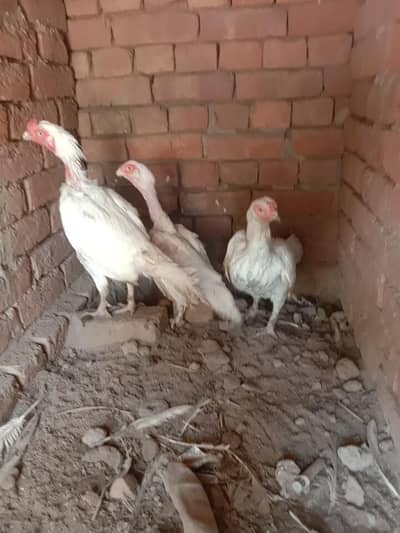 achi breed hai