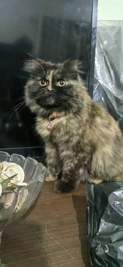 Persian cat black and brown