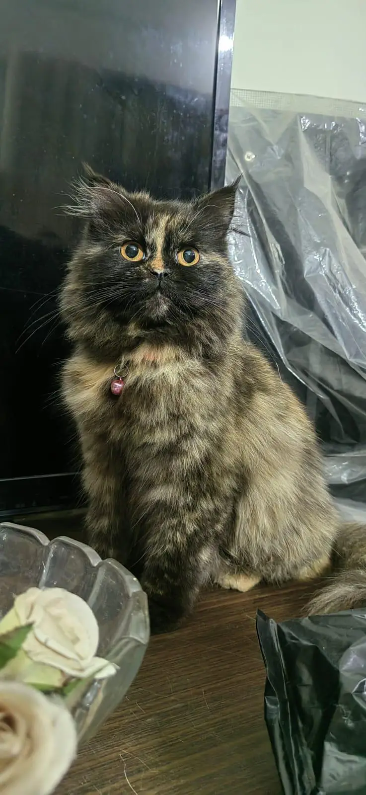 Persian cat black and brown — photo 2