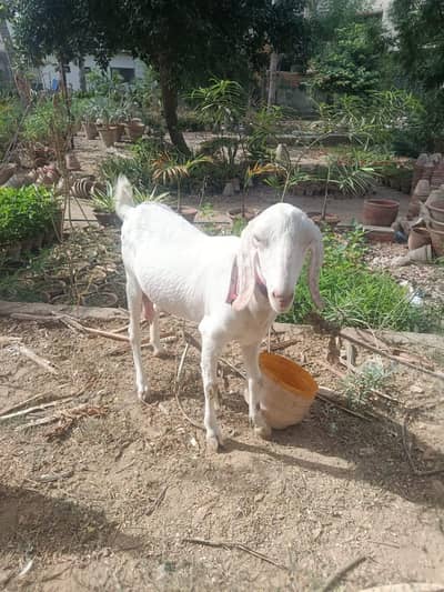 breeder for sale