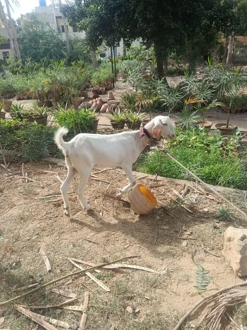 breeder for sale — photo 2