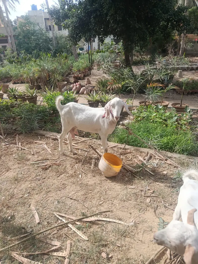 breeder for sale — photo 3