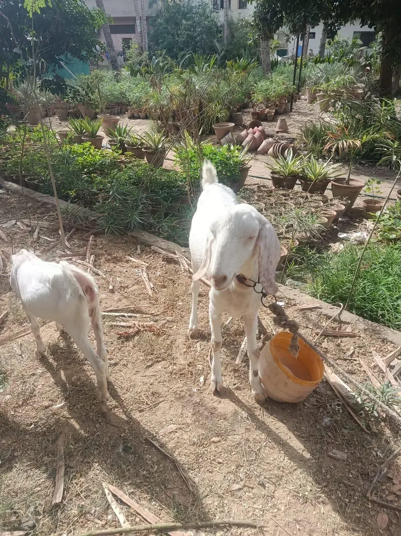 breeder for sale — photo 4
