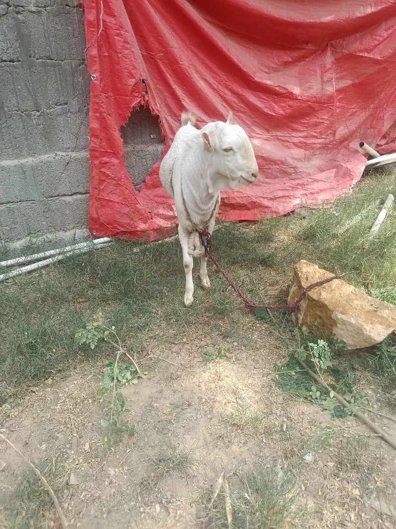 breeder for sale — photo 5