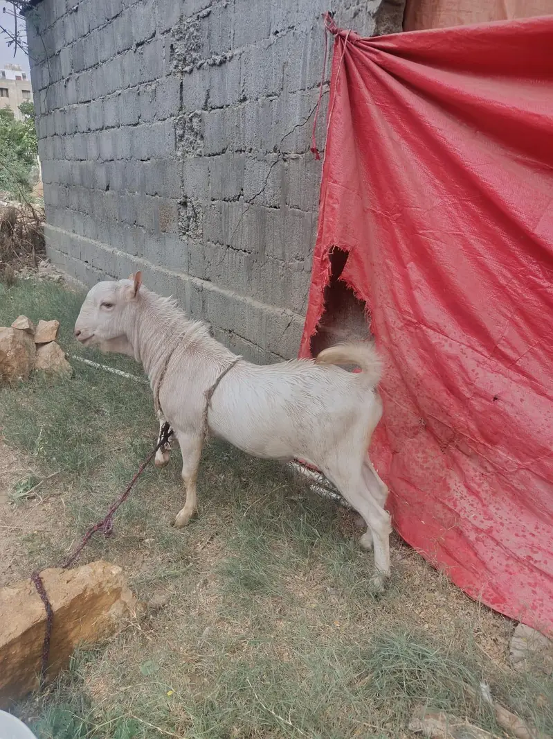 breeder for sale — photo 8