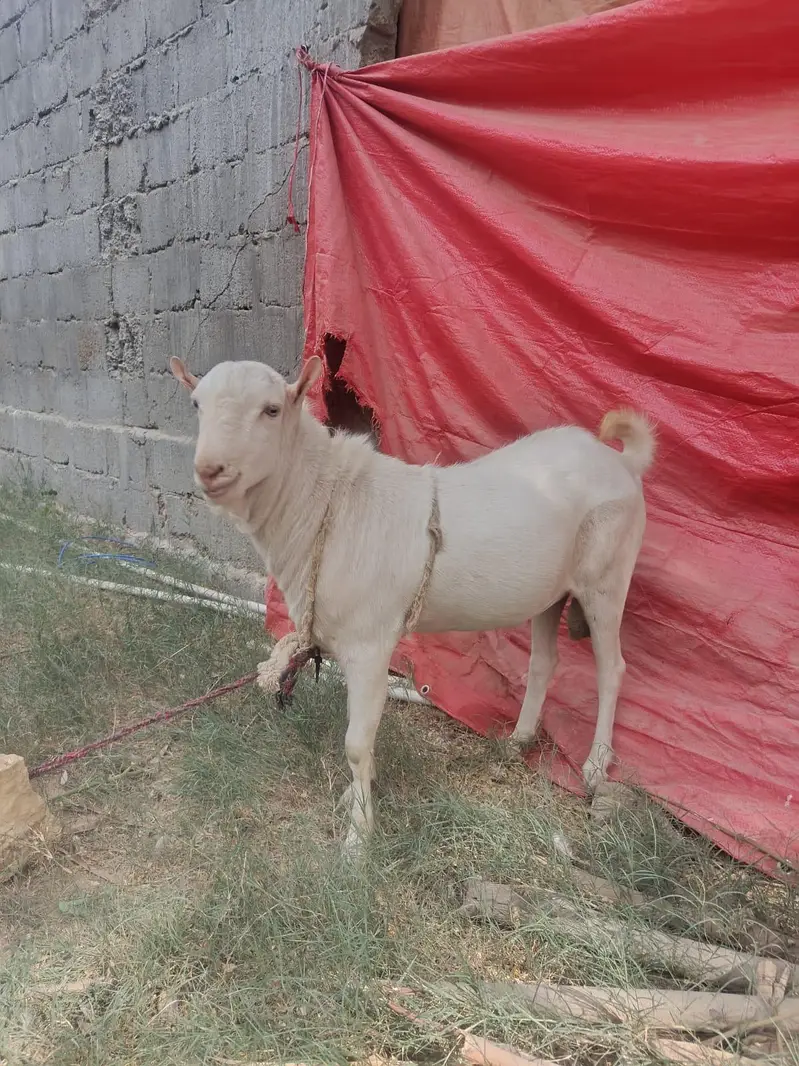 breeder for sale — photo 9