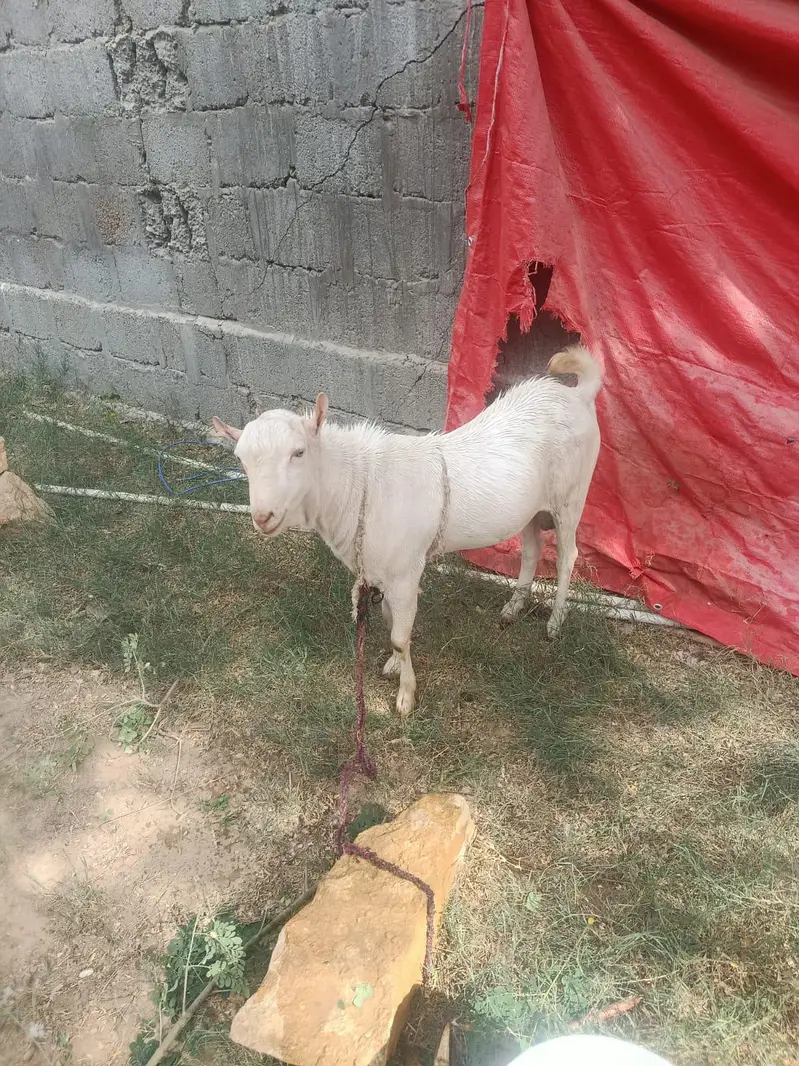 breeder for sale — photo 10