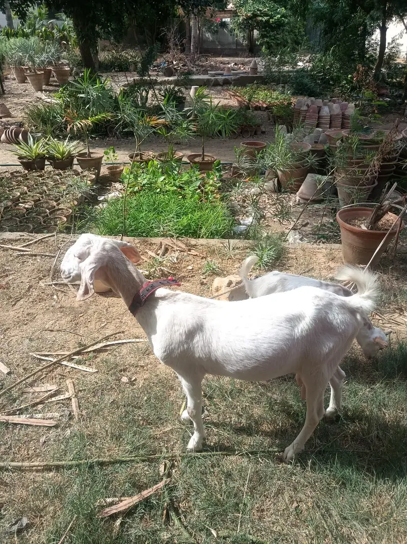breeder for sale — photo 11