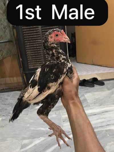 Aseel Chicks for Sale 5000 per piece.