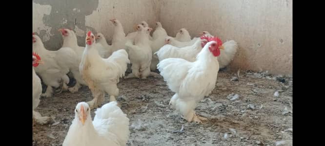 white Bentum available,1200 Male par piece,1500 female par piece .