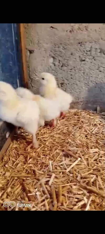 for sale 5 month pied and gray colour turkey-ndib vaccinated karachii
