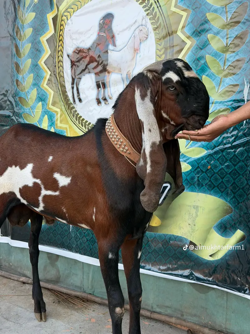 goat batefull — photo 2