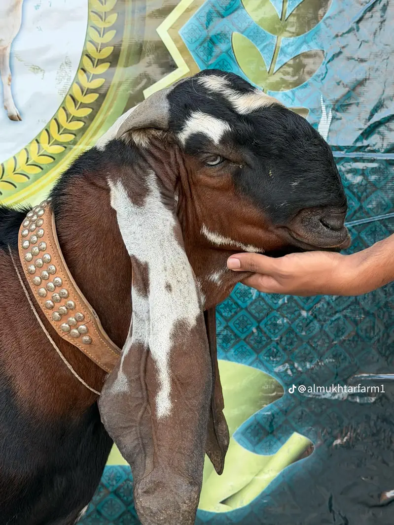 goat batefull — photo 3