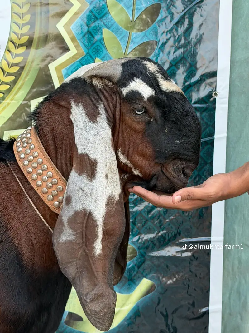 goat batefull — photo 4