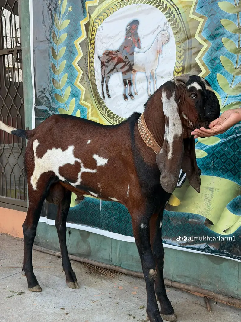 goat batefull — photo 5