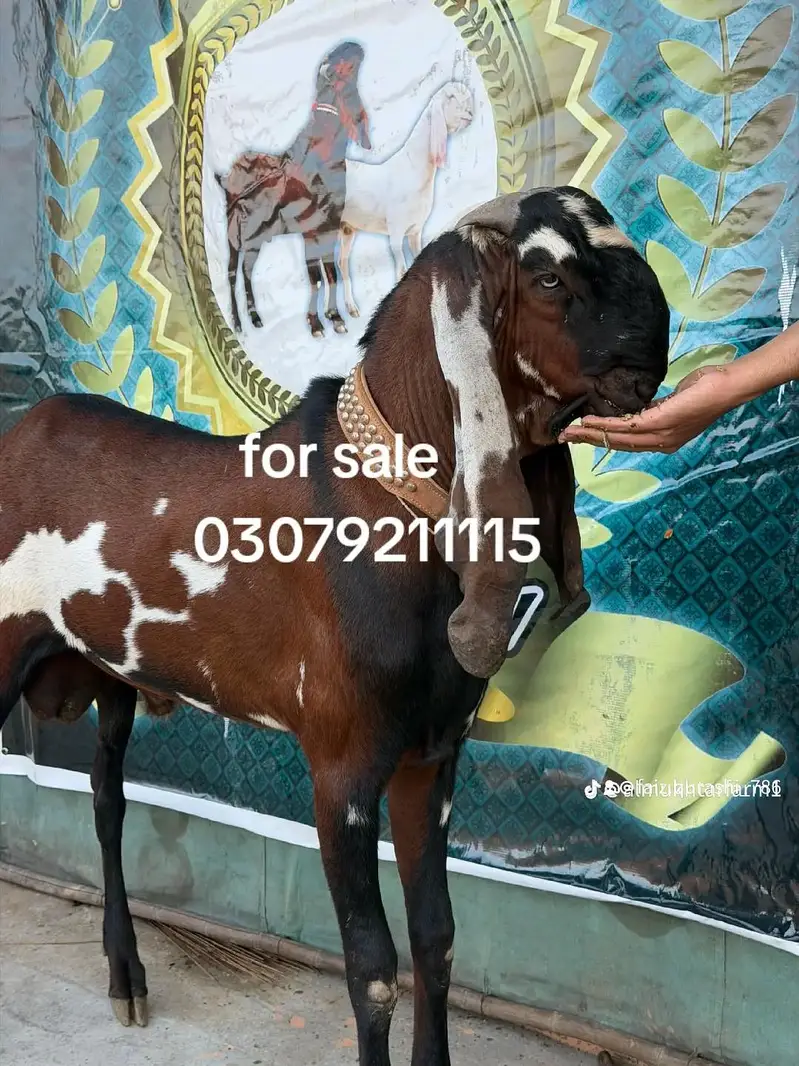 goat batefull — photo 6