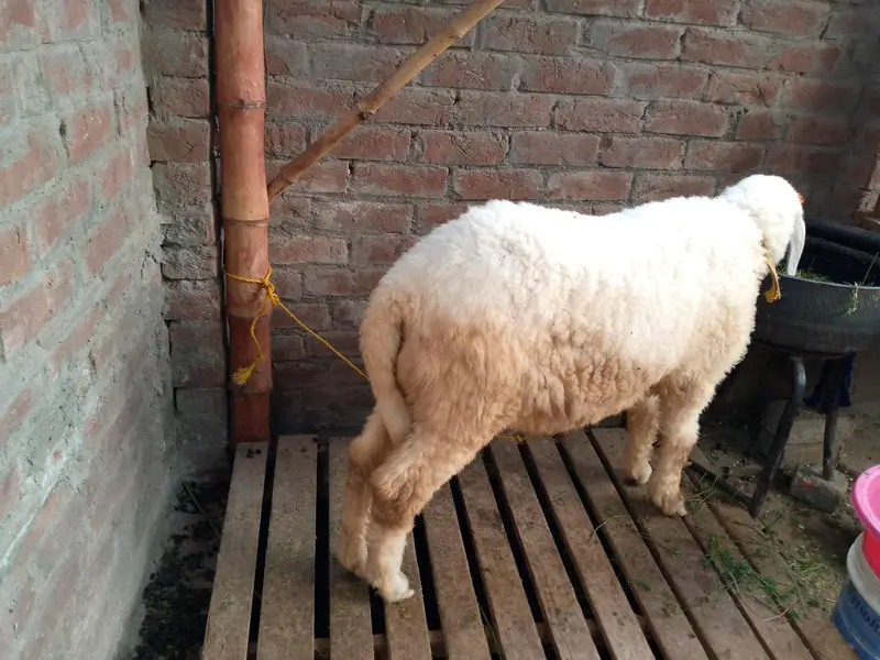 goat batefull — photo 8