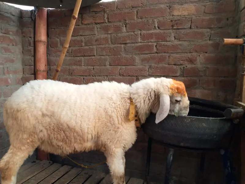 goat batefull — photo 9