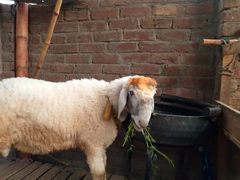 goat batefull — photo 10
