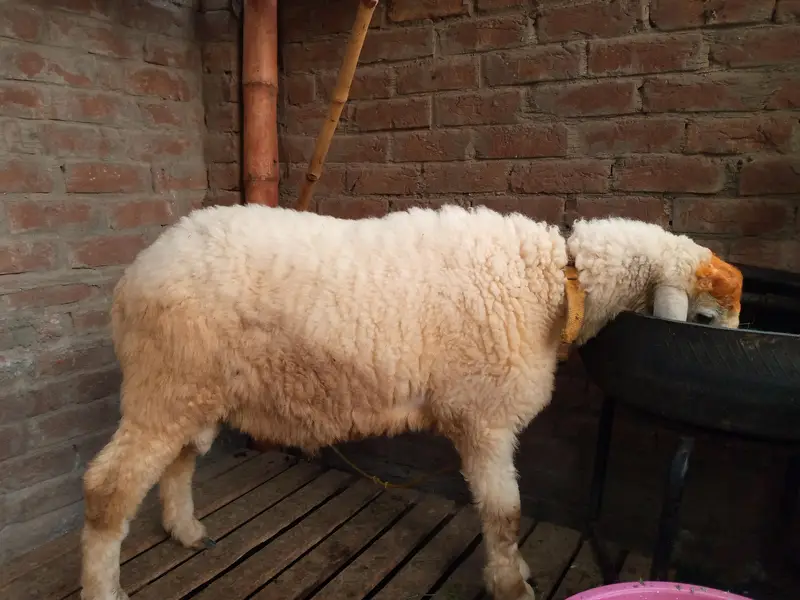 goat batefull — photo 11