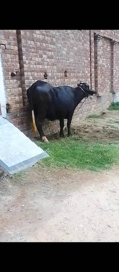 2 Saal ki maj ha Ravi nasal hai