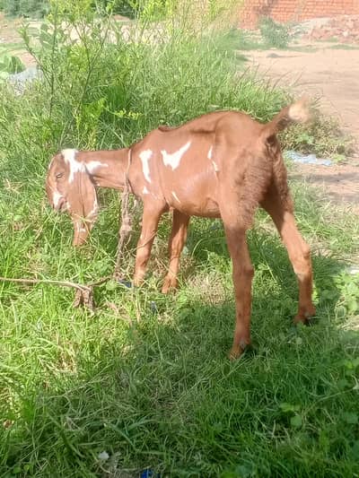Baki for sale
