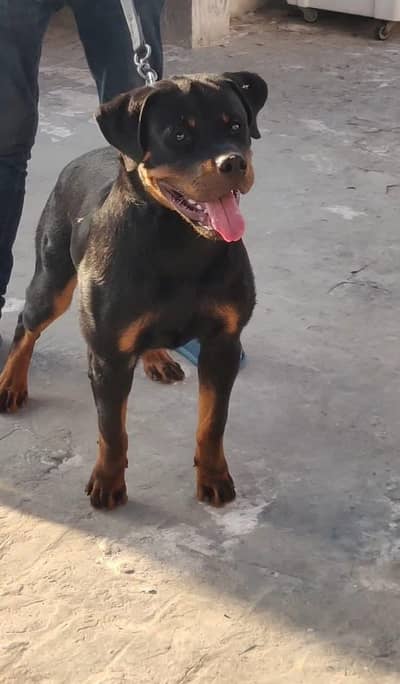rottweiler pups available