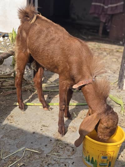 bakra For sale