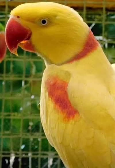 Raw parrot cage