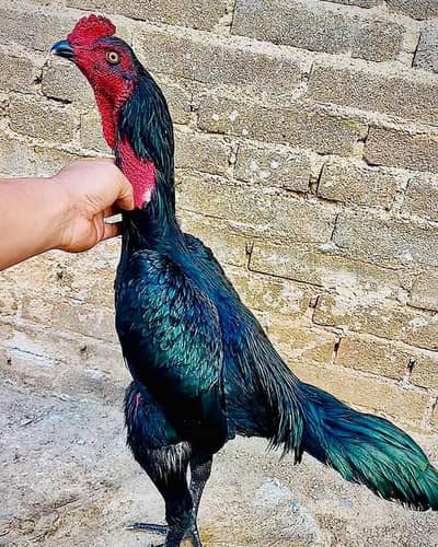 Panus Pakoya  long height mein