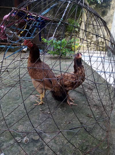 lakhi aseel madia for sale 03175389355