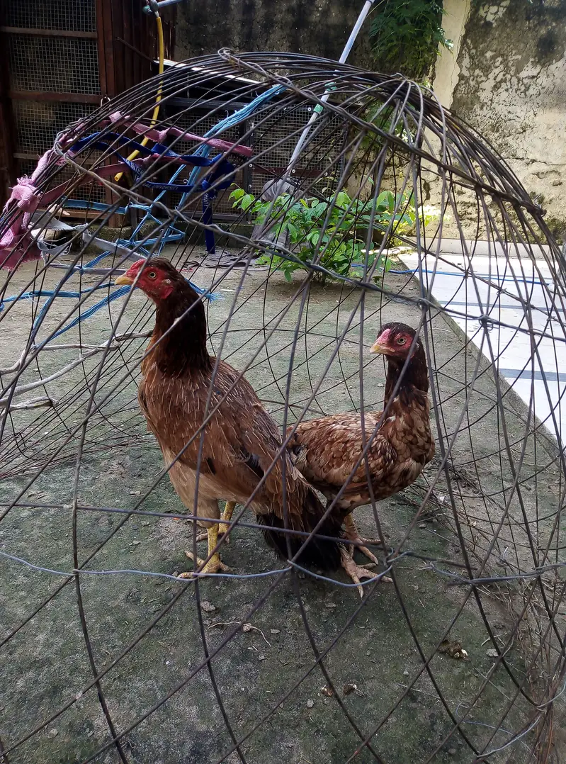 lakhi aseel madia for sale 03175389355 — photo 2