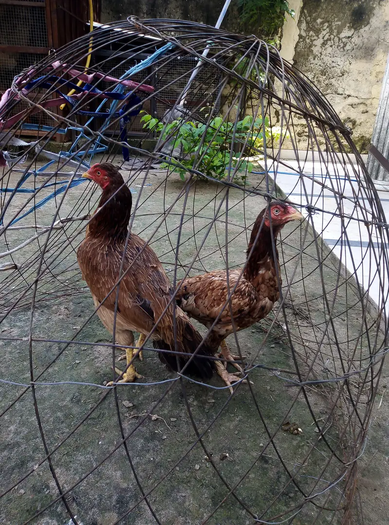 lakhi aseel madia for sale 03175389355 — photo 4