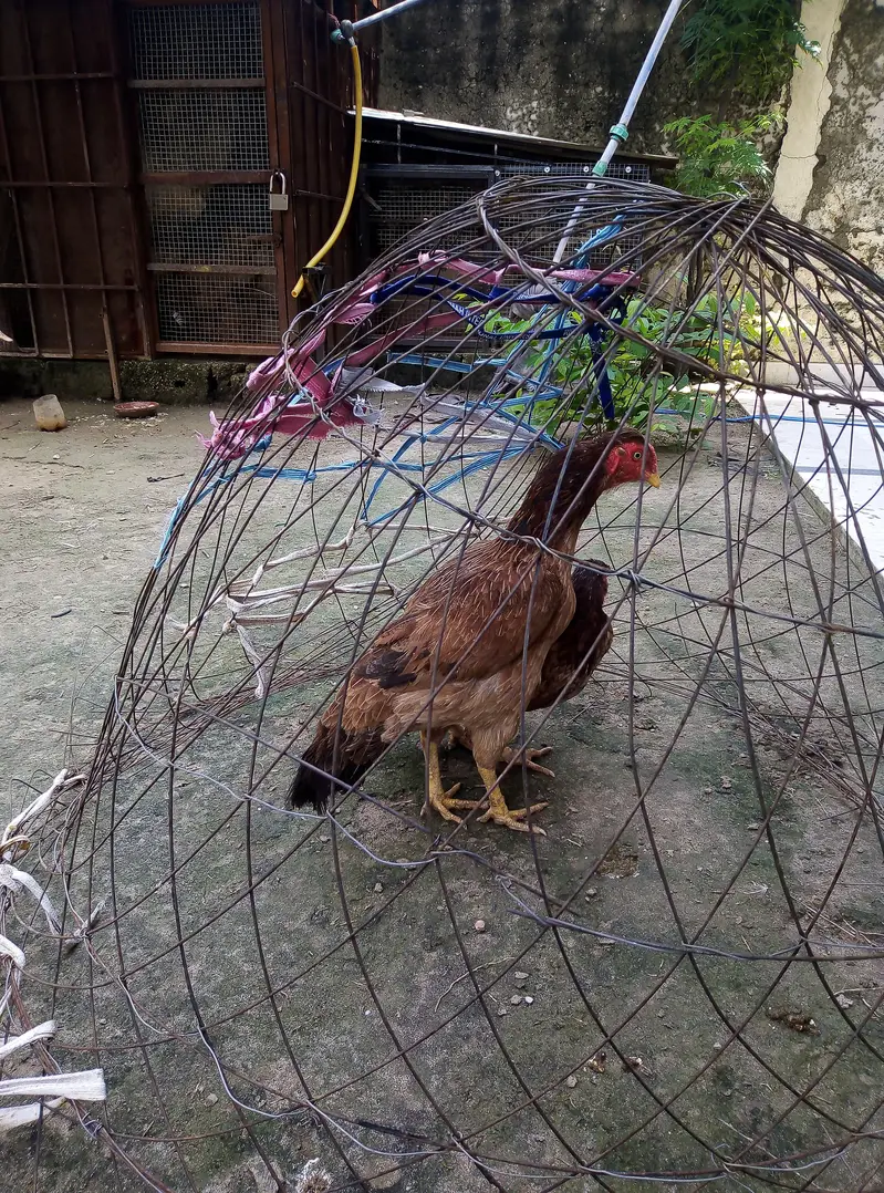 lakhi aseel madia for sale 03175389355 — photo 5