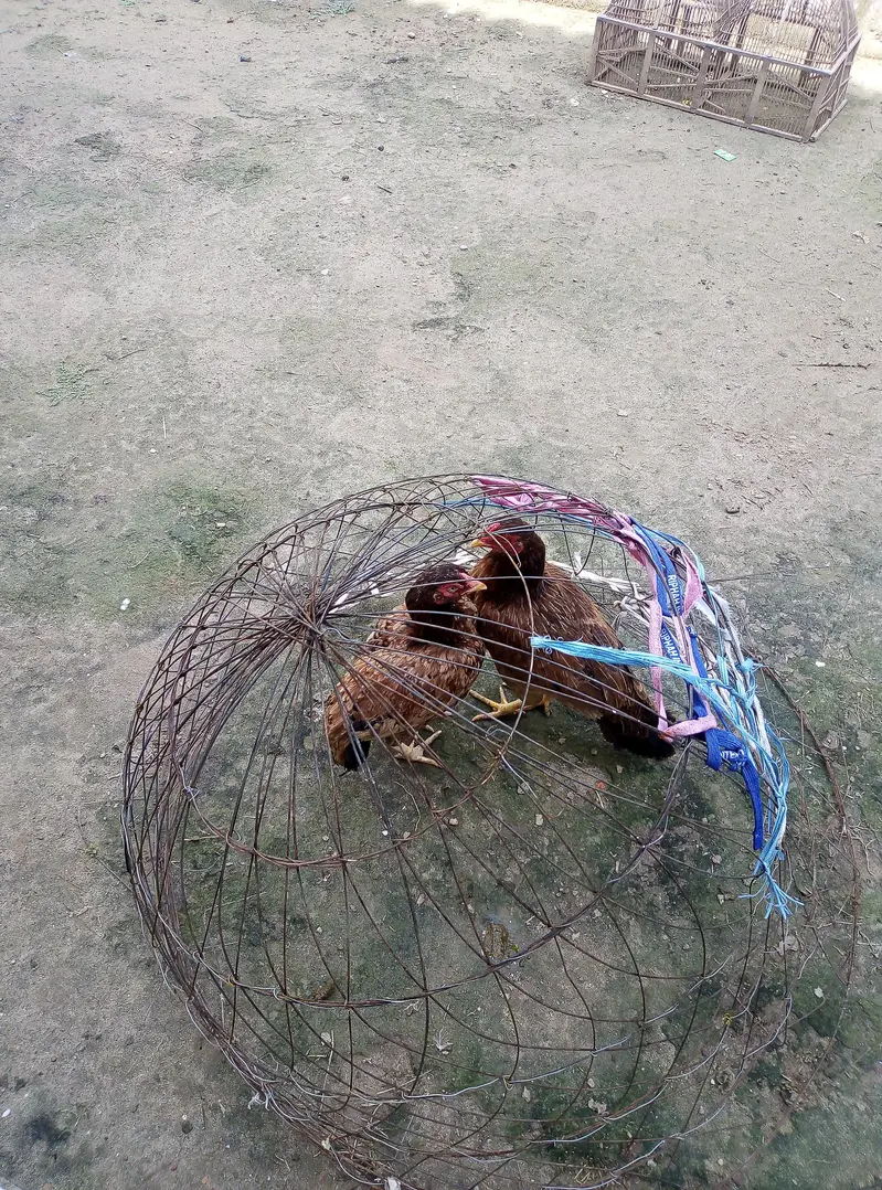 lakhi aseel madia for sale 03175389355 — photo 6
