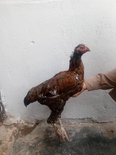 One Buntun two desii