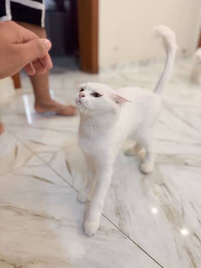 Persian female cat